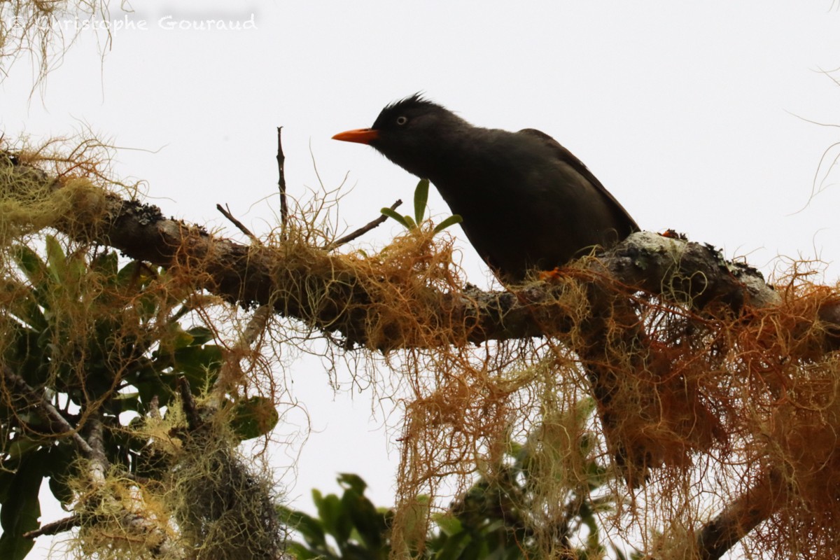 Reunion Bulbul - ML552524081
