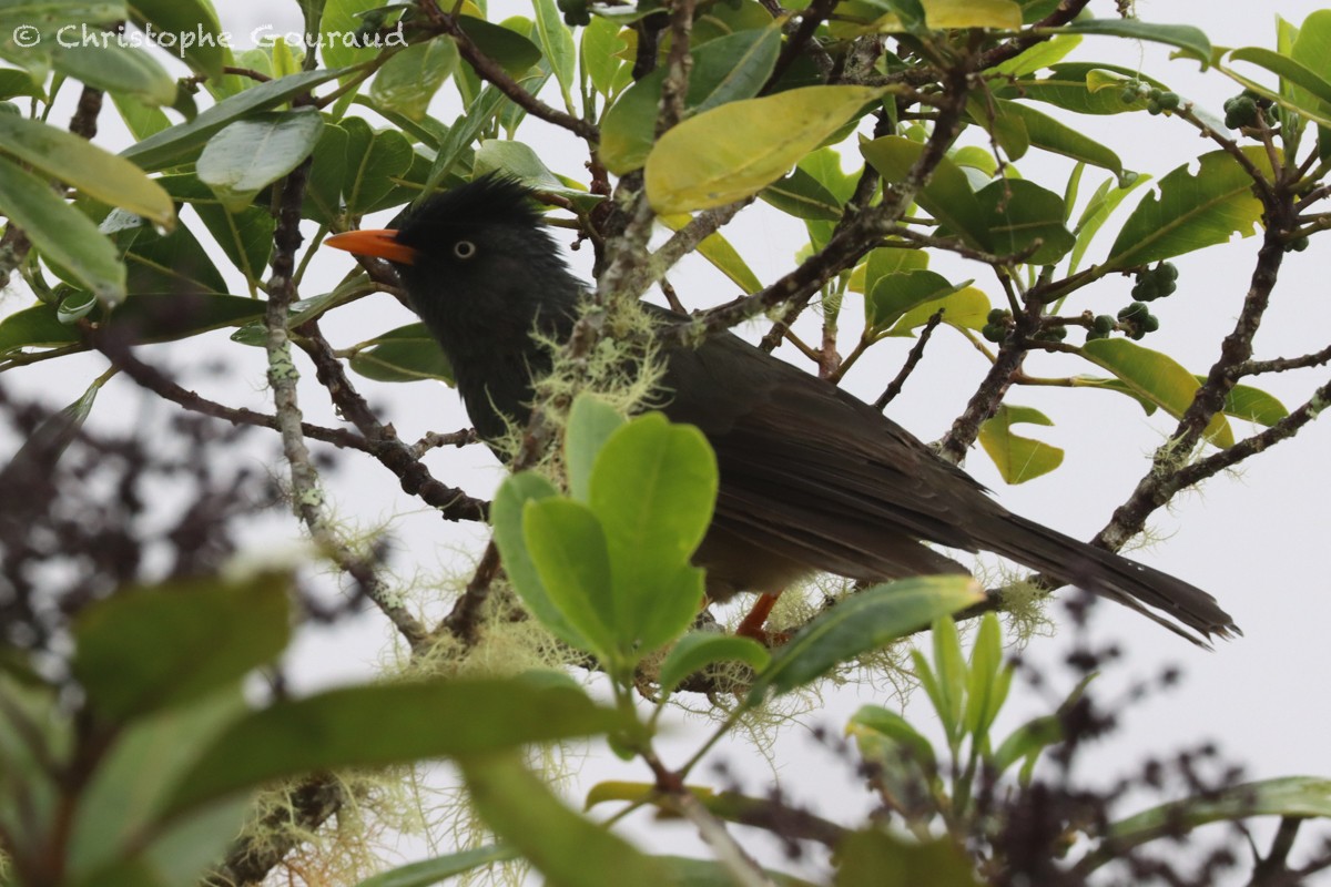 Reunion Bulbul - ML552524091