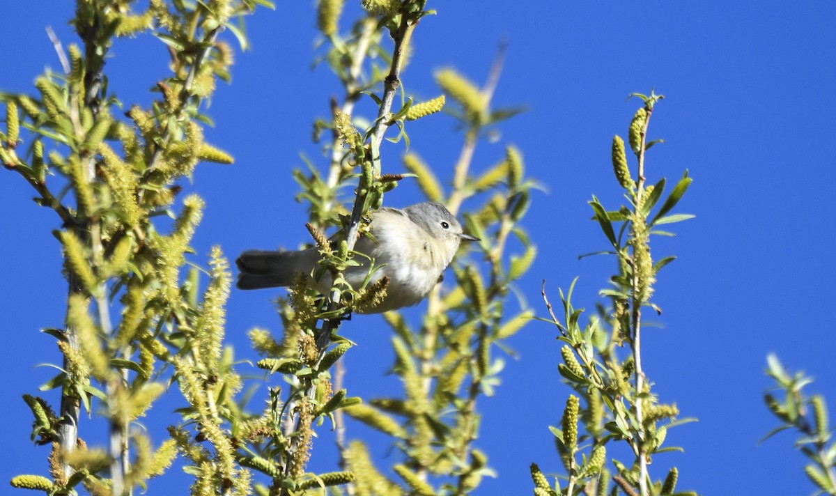 Lucy's Warbler - ML552524121