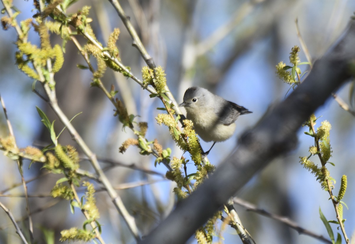 Lucy's Warbler - ML552524141
