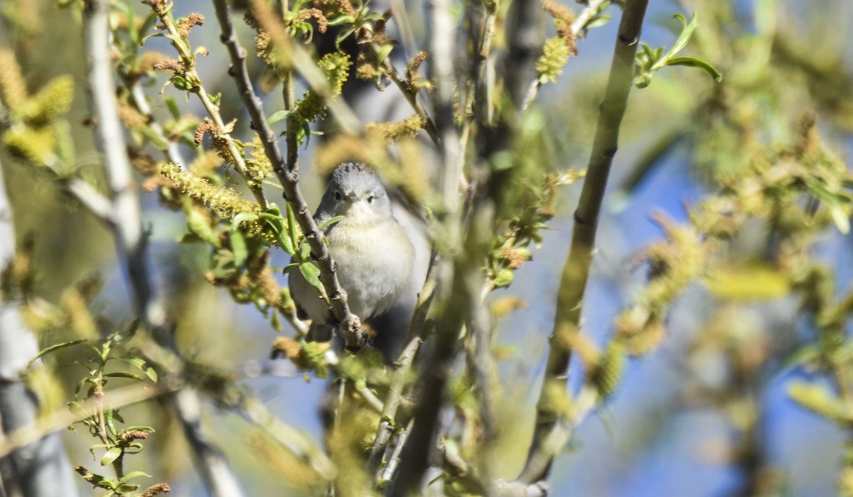 Lucy's Warbler - ML552524161