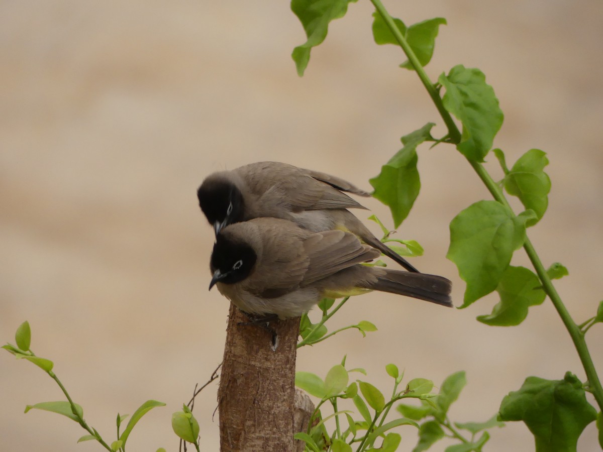 bulbul arabský - ML552524391