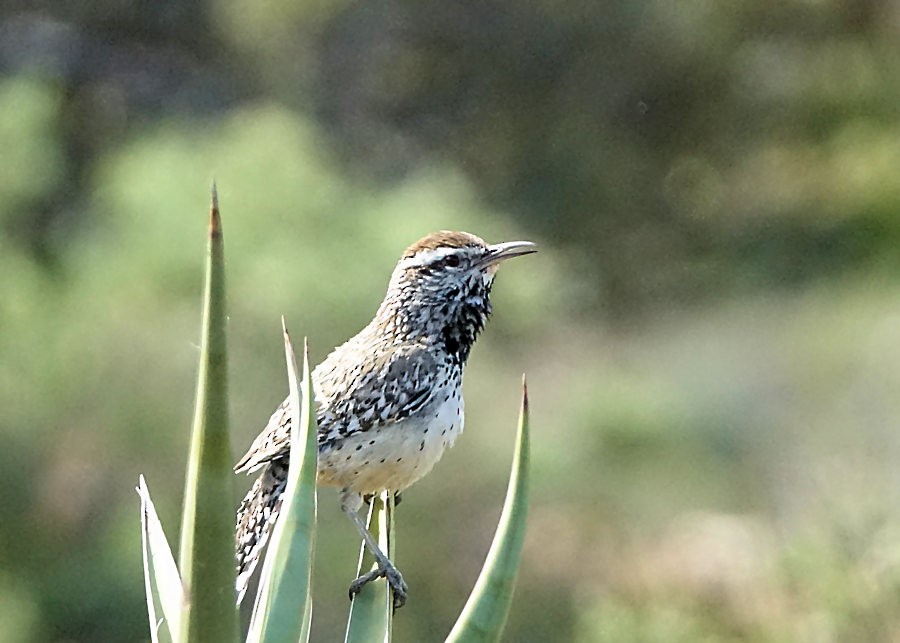 Cactus Wren - ML552526281