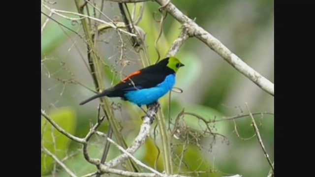 Paradise Tanager - ML552526471