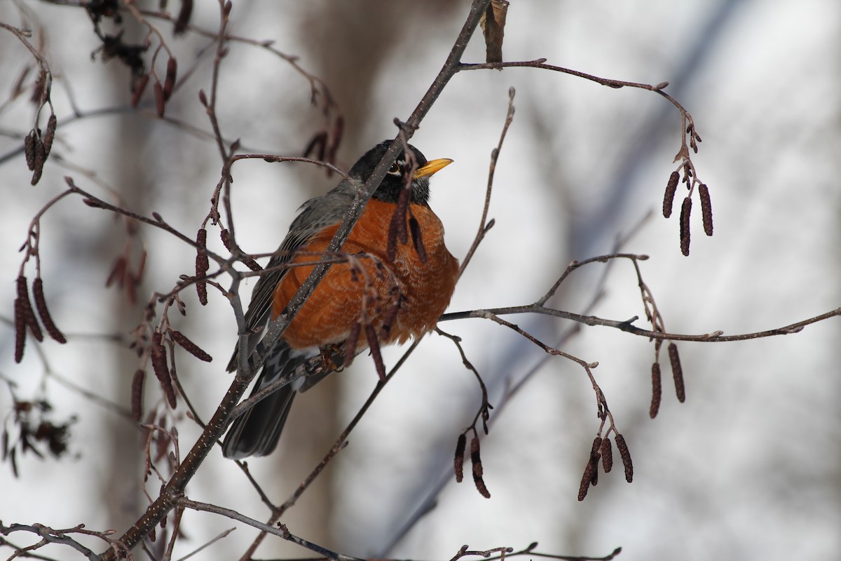 Дрізд мандрівний - ML552527161