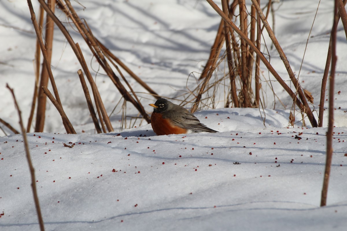 Дрізд мандрівний - ML552527171