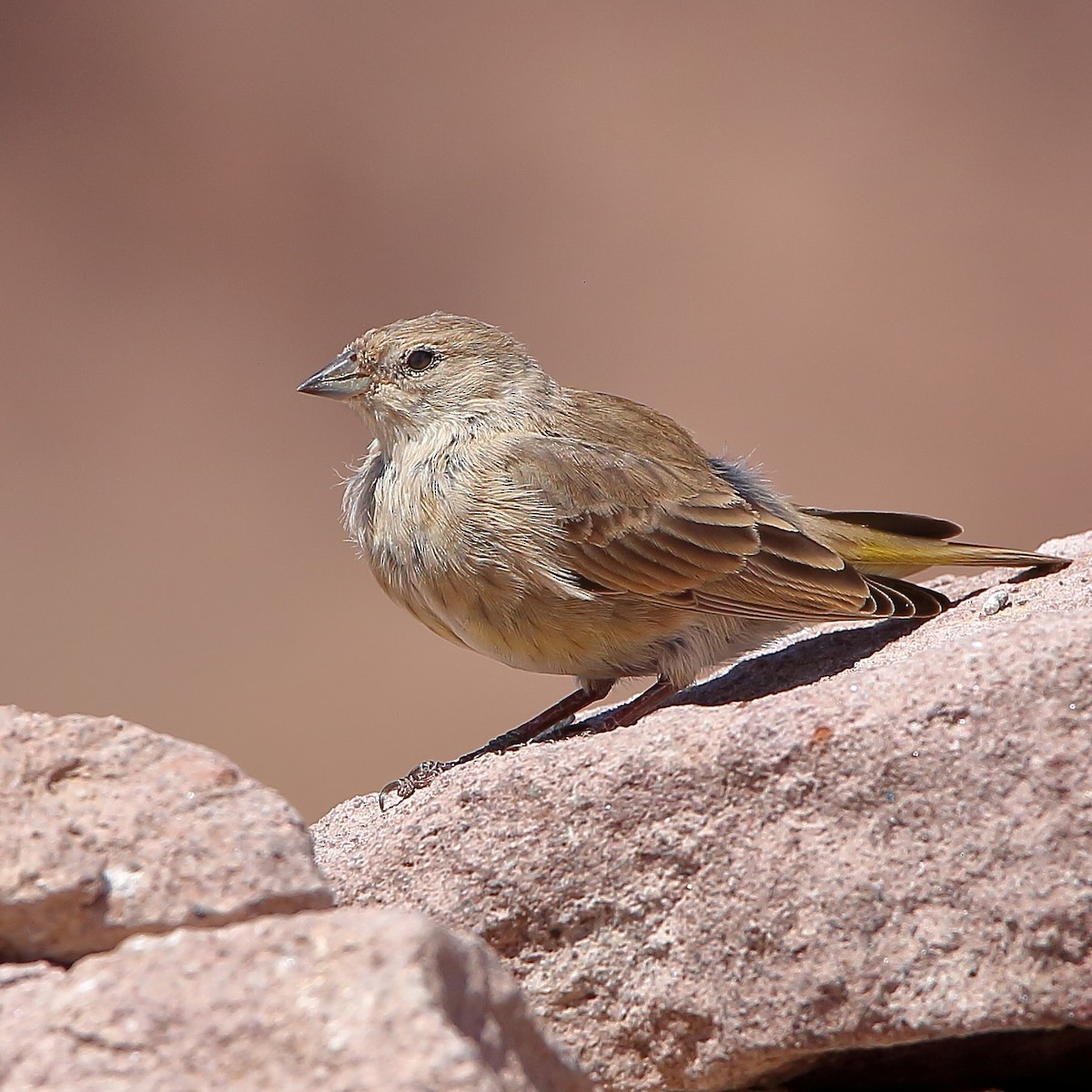 Greenish Yellow-Finch - Rubén Concha Leiva