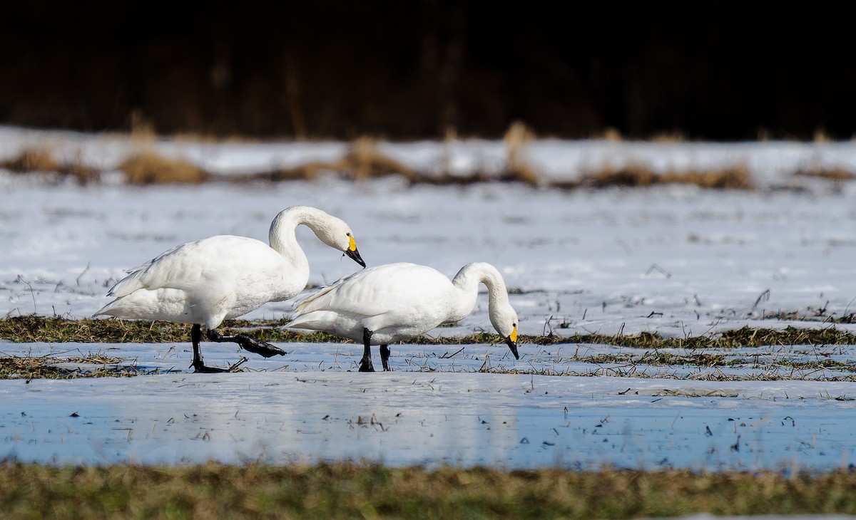 Tundra Swan - ML552527581