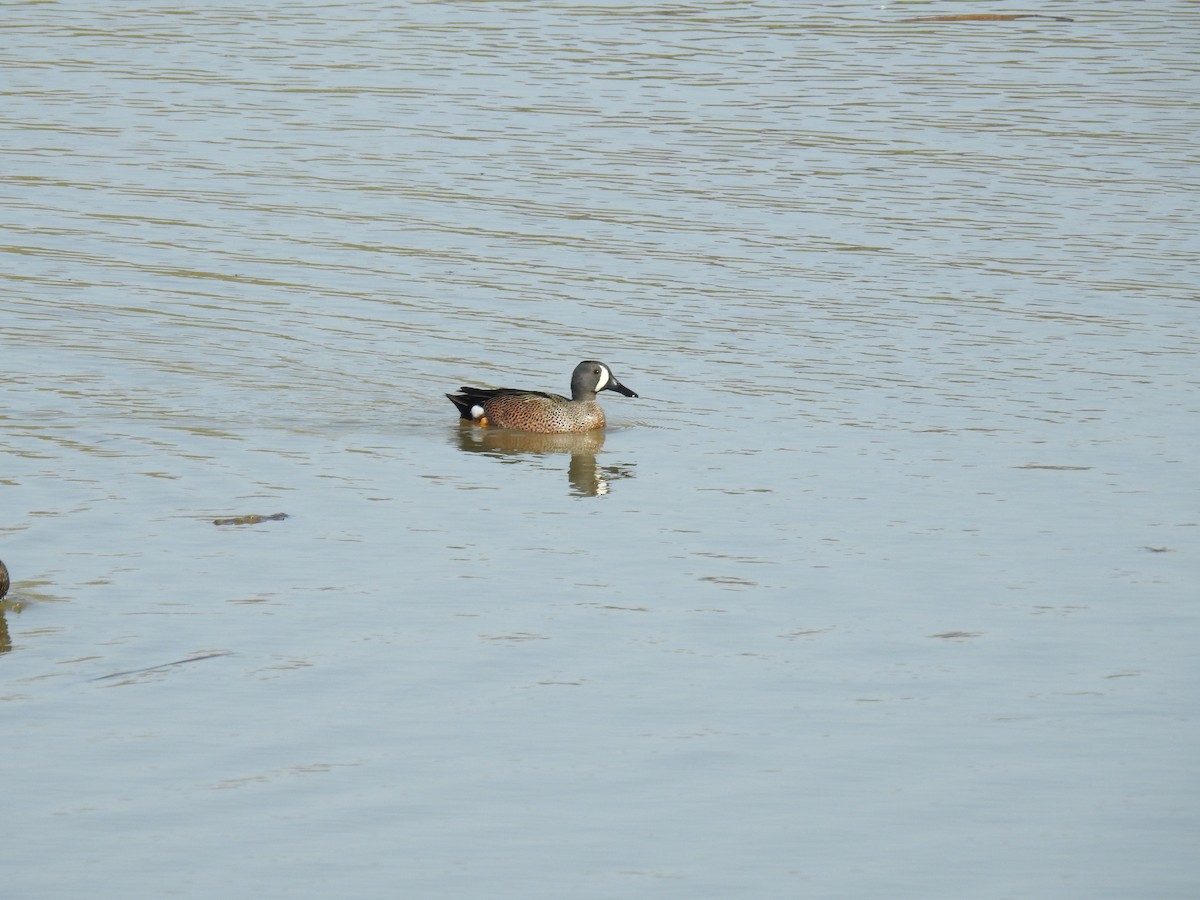 Blue-winged Teal - ML552528061