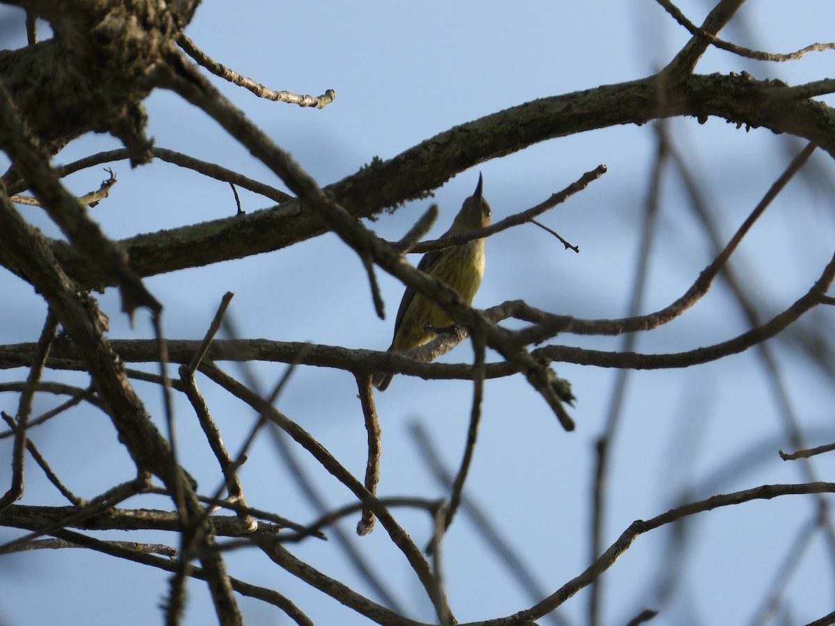 tanımsız nektarkuşu (Nectariniidae sp.) - ML552528531