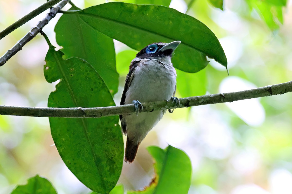 Visayan Broadbill - ML552528611