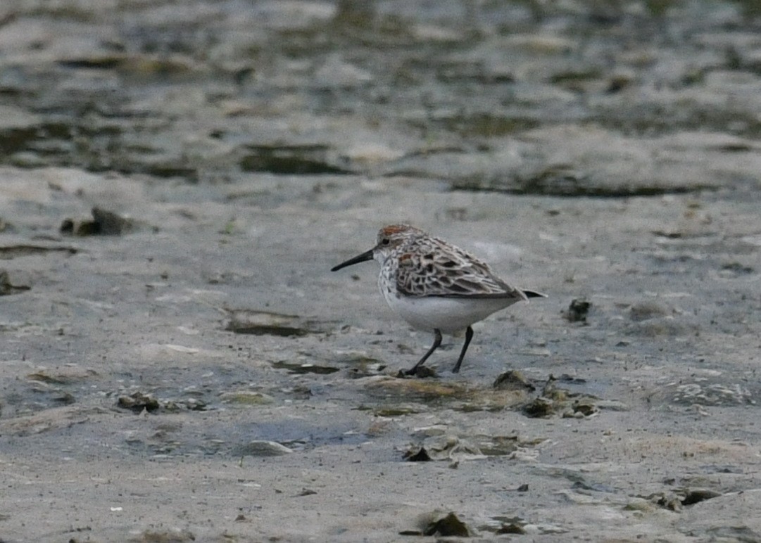 Western Sandpiper - ML552528811