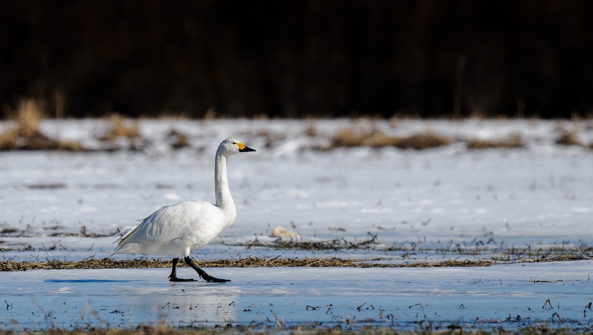 Tundra Swan - ML552529331