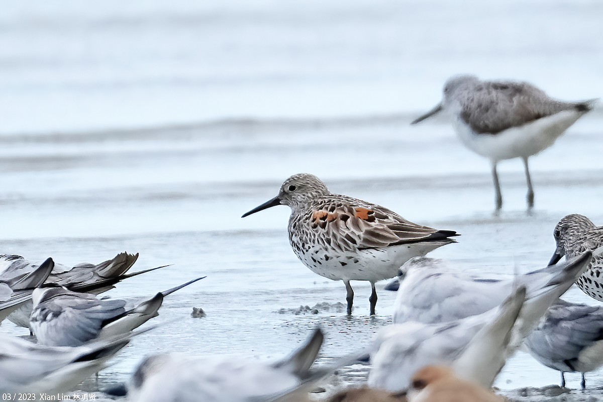 Great Knot - ML552530141