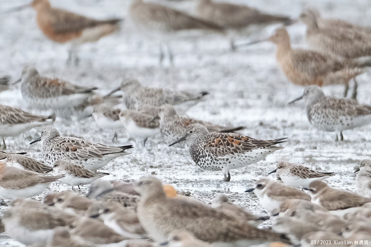 Great Knot - ML552530151