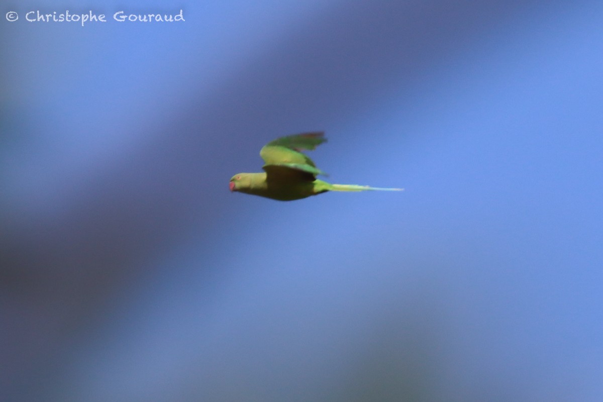 Rose-ringed Parakeet - ML552530941