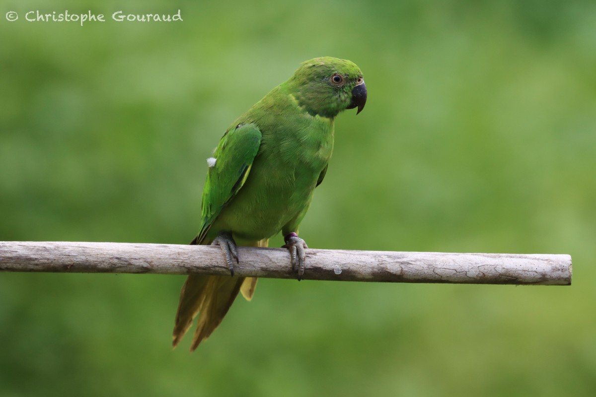 Echo Parakeet - ML552530971