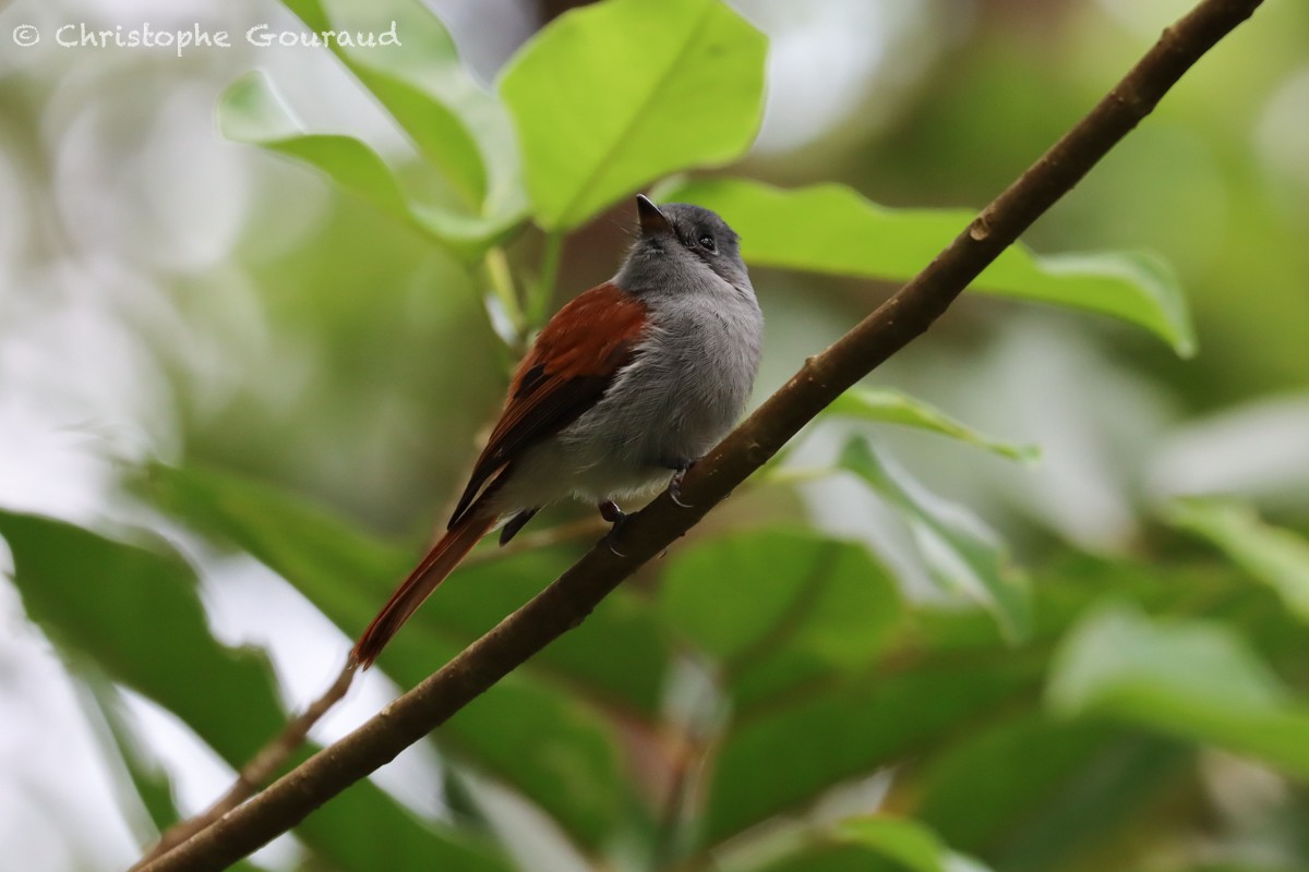 Mascarene Paradise-Flycatcher - ML552531171