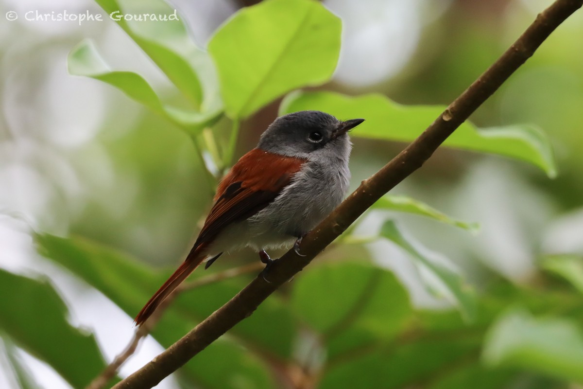 Mascarene Paradise-Flycatcher - ML552531181