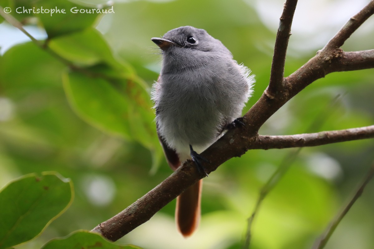 Mascarene Paradise-Flycatcher - ML552531191