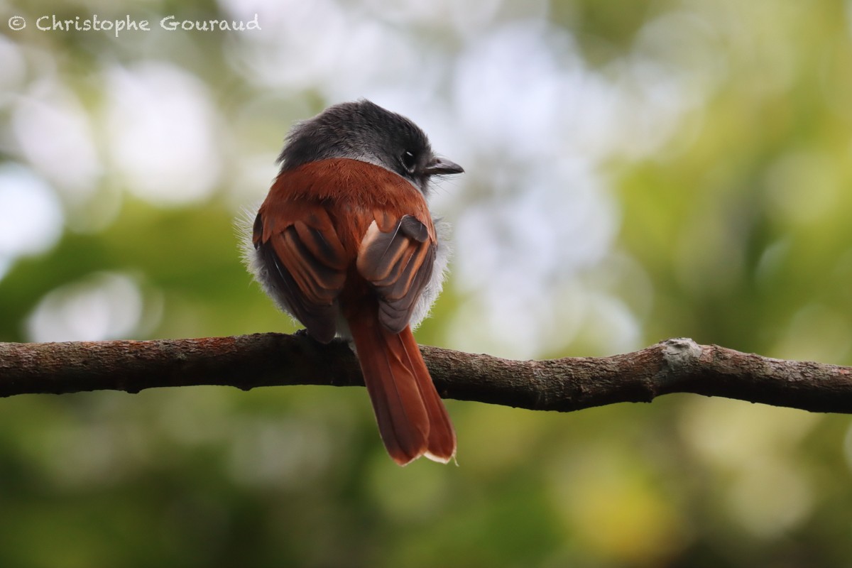 Mascarene Paradise-Flycatcher - ML552531211