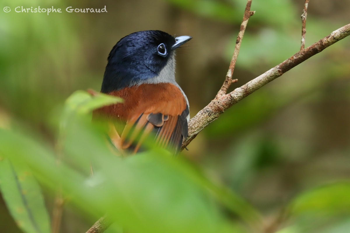 Mascarene Paradise-Flycatcher - ML552531241