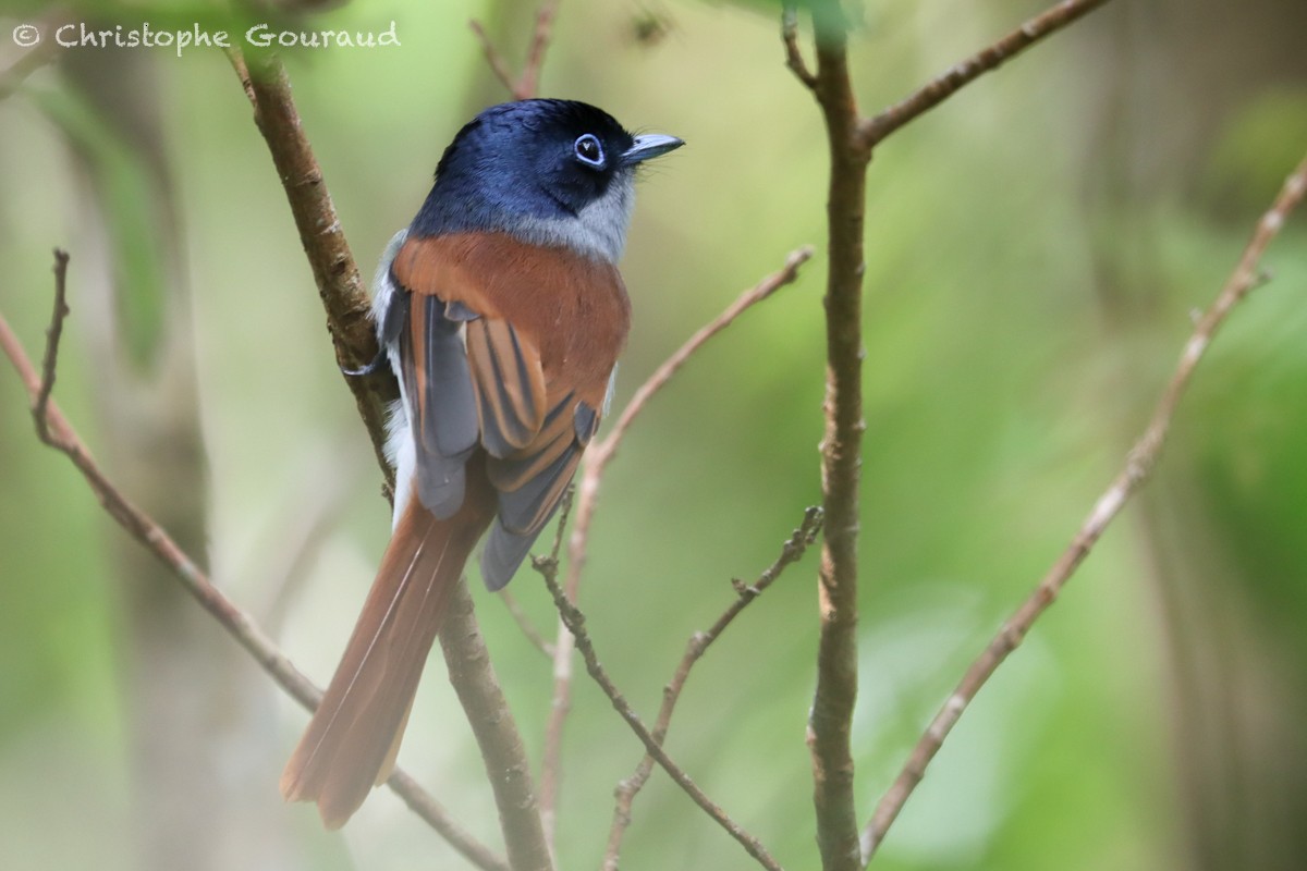 Mascarene Paradise-Flycatcher - ML552531251