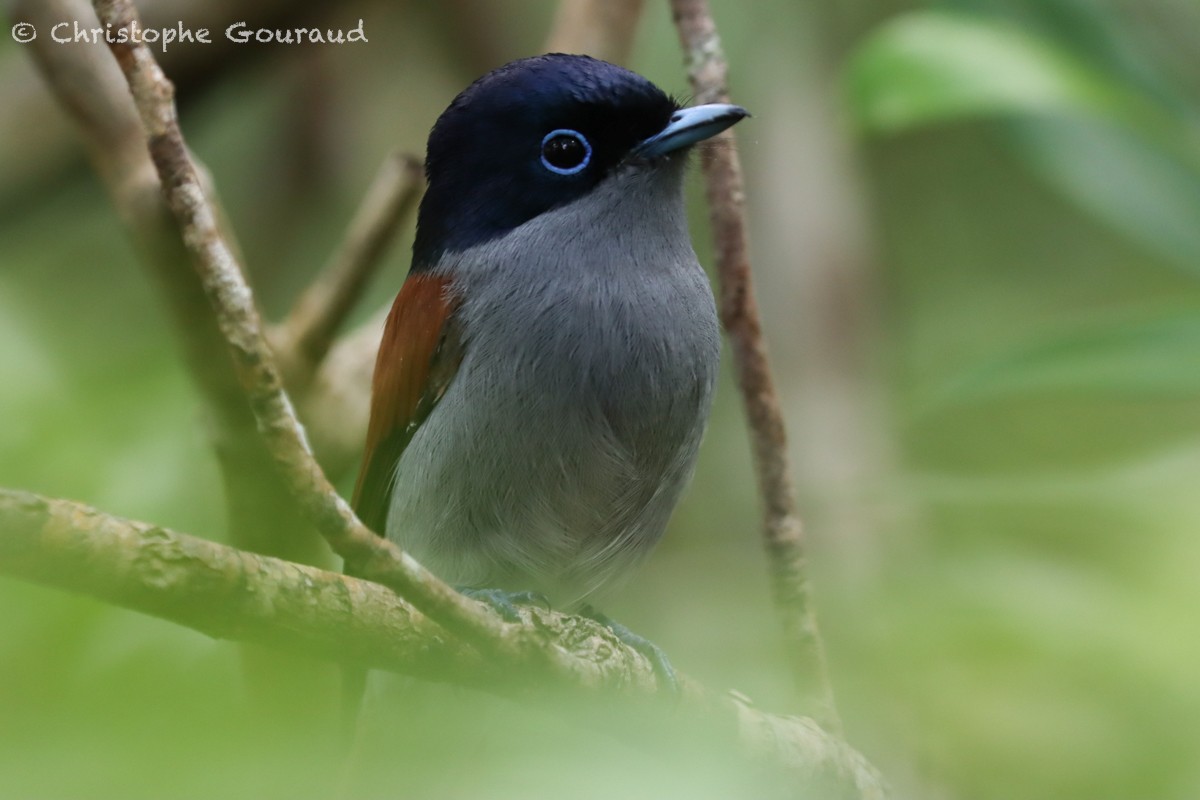 Mascarene Paradise-Flycatcher - ML552531261