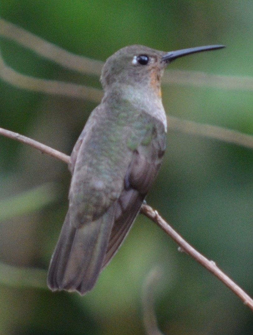 Sombre Hummingbird - ML552532371