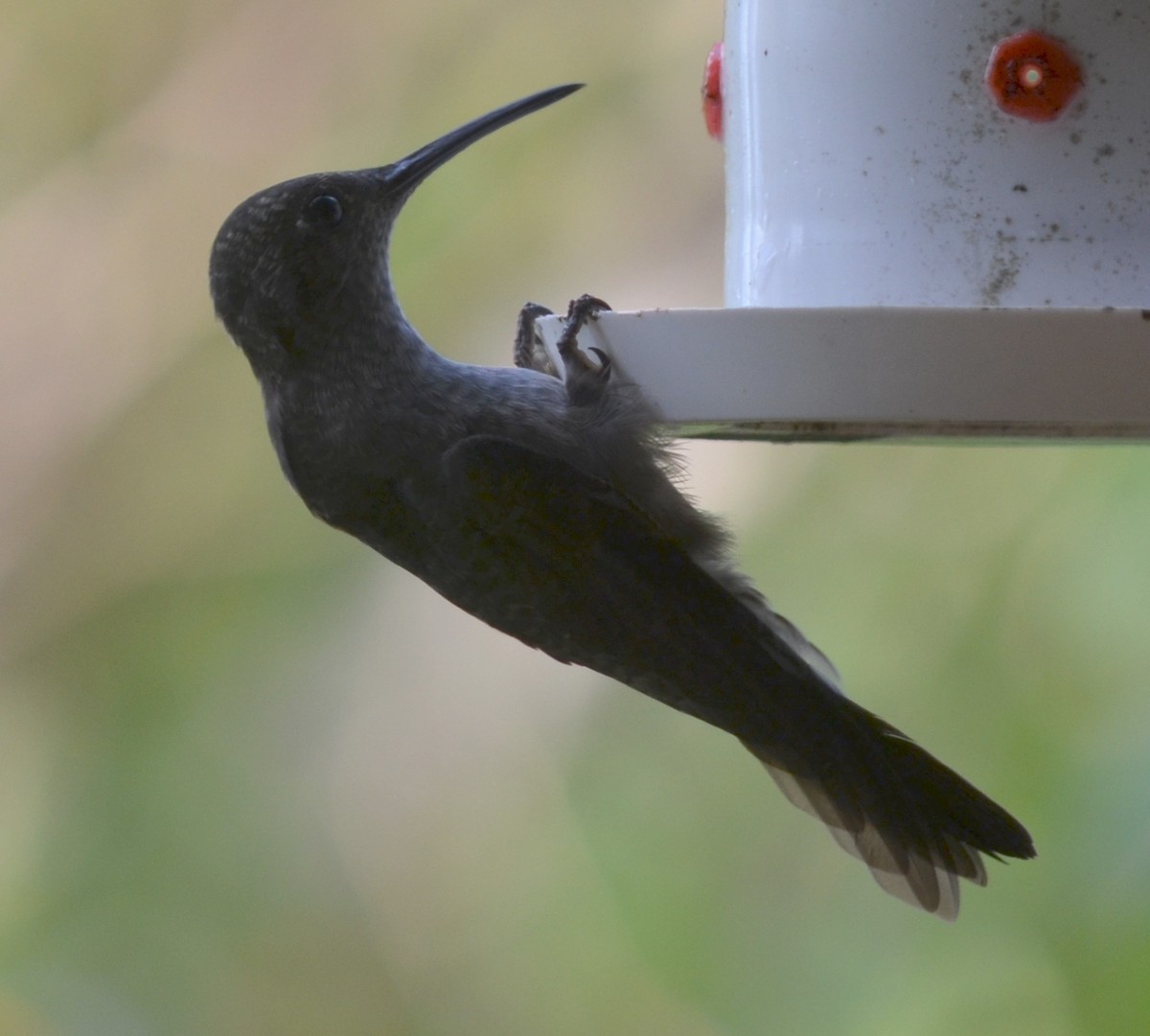 Sombre Hummingbird - ML552532391