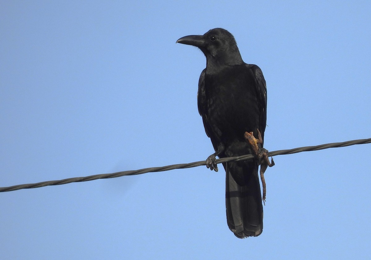 Large-billed Crow - ML552532521