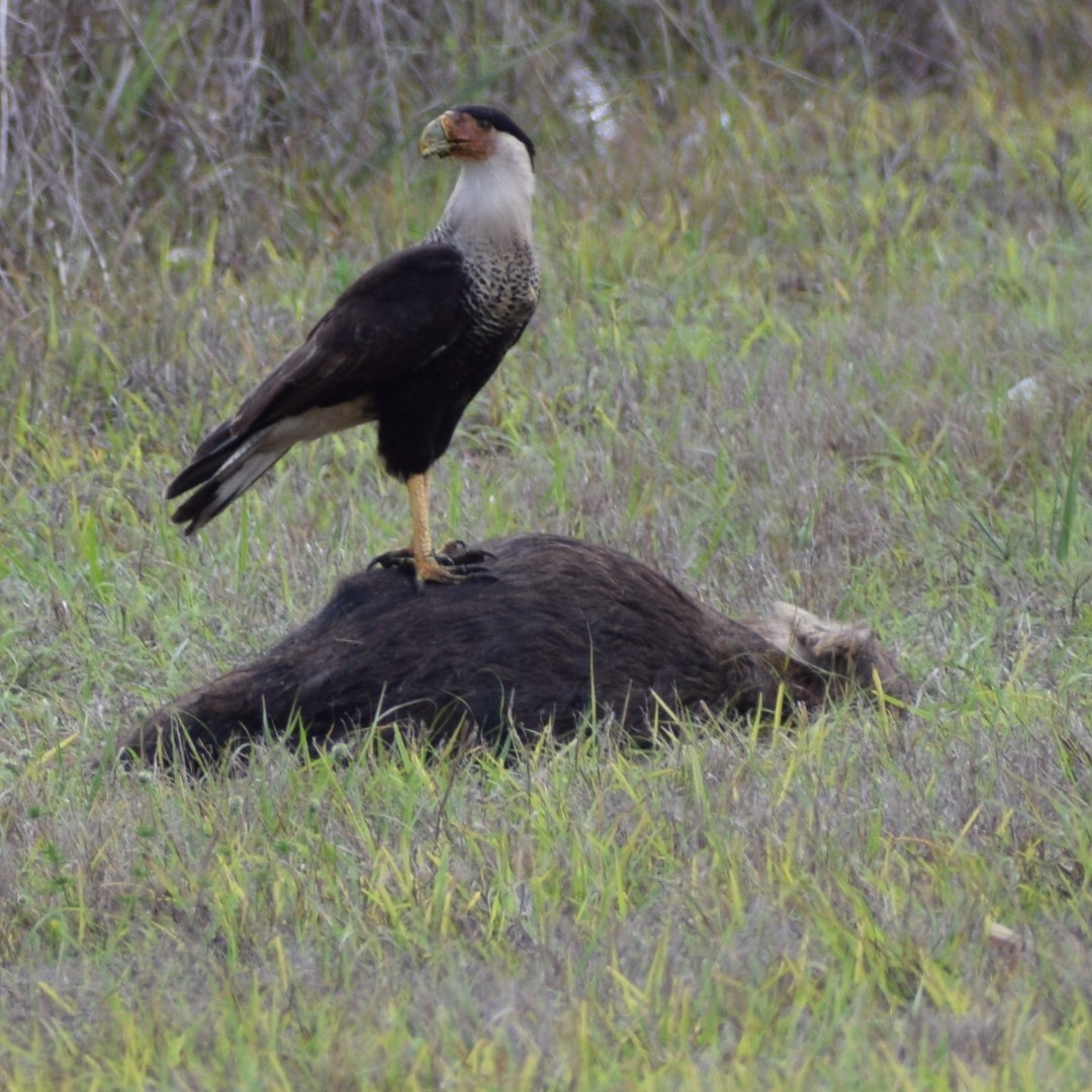 Caracara Carancho - ML552532571