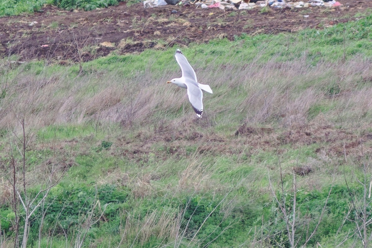 Yellow-legged Gull - ML552532771