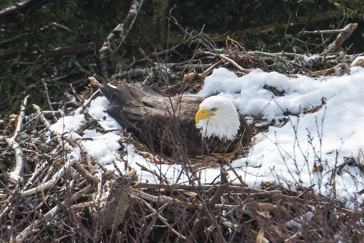 Bald Eagle - ML552533091