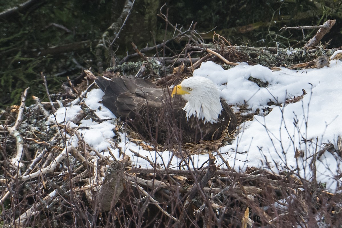 Bald Eagle - Frank King