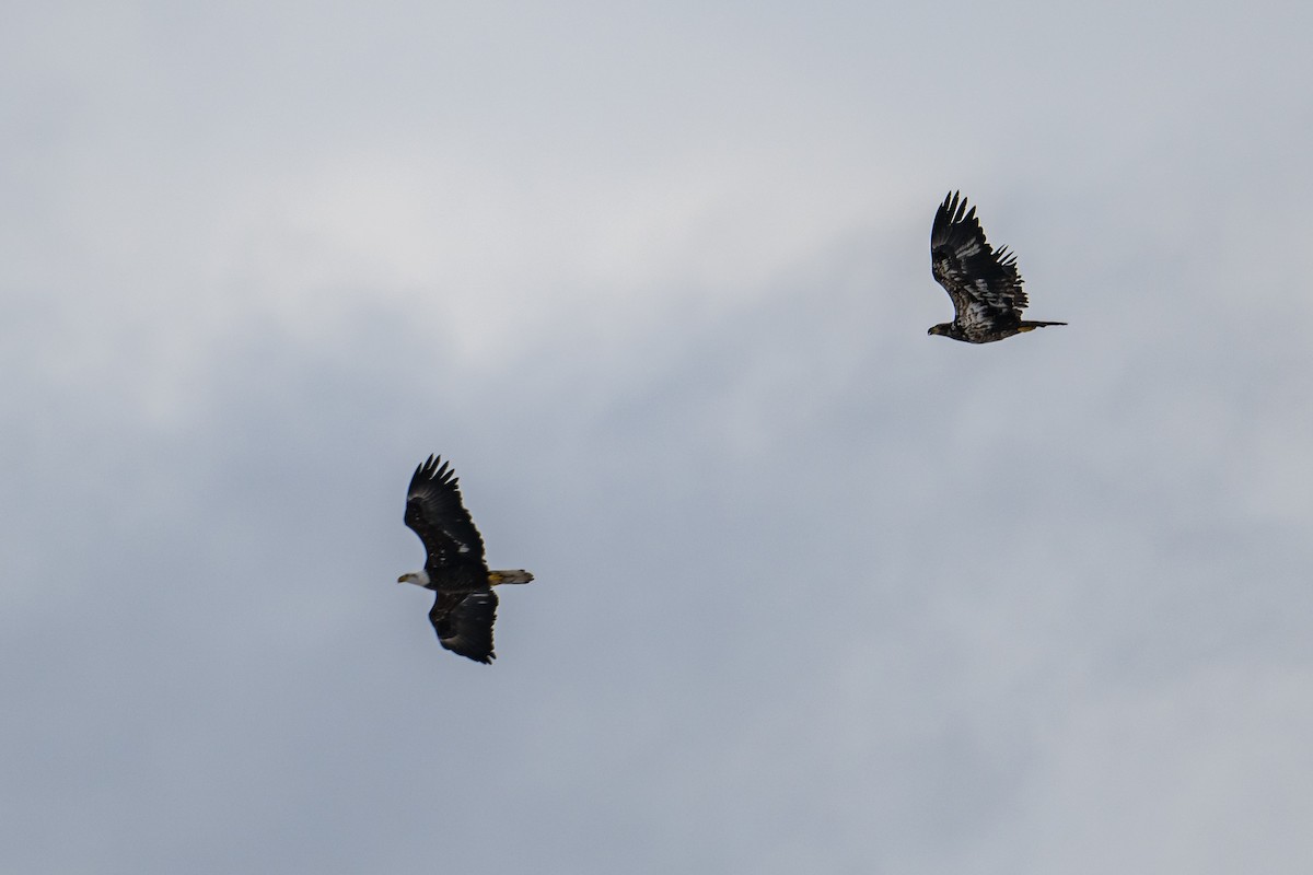 Bald Eagle - Frank King