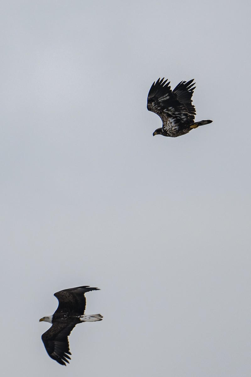 Bald Eagle - ML552533131