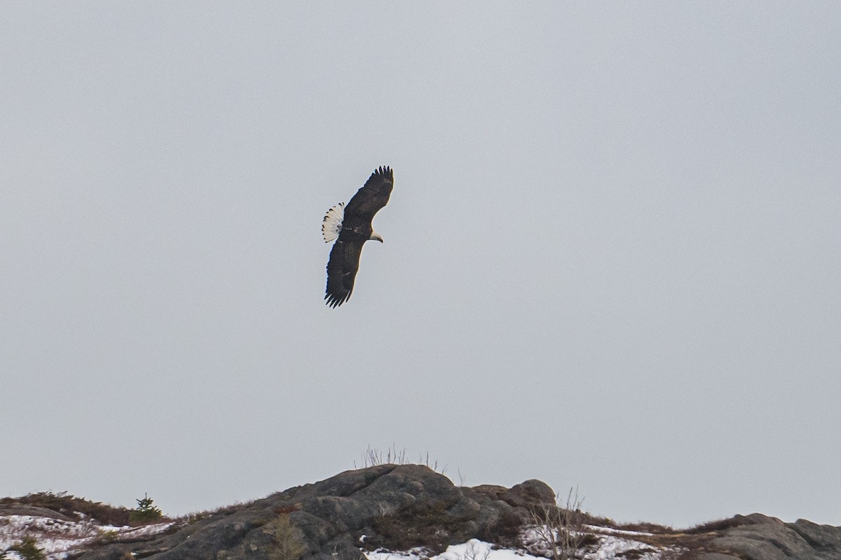 Bald Eagle - Frank King