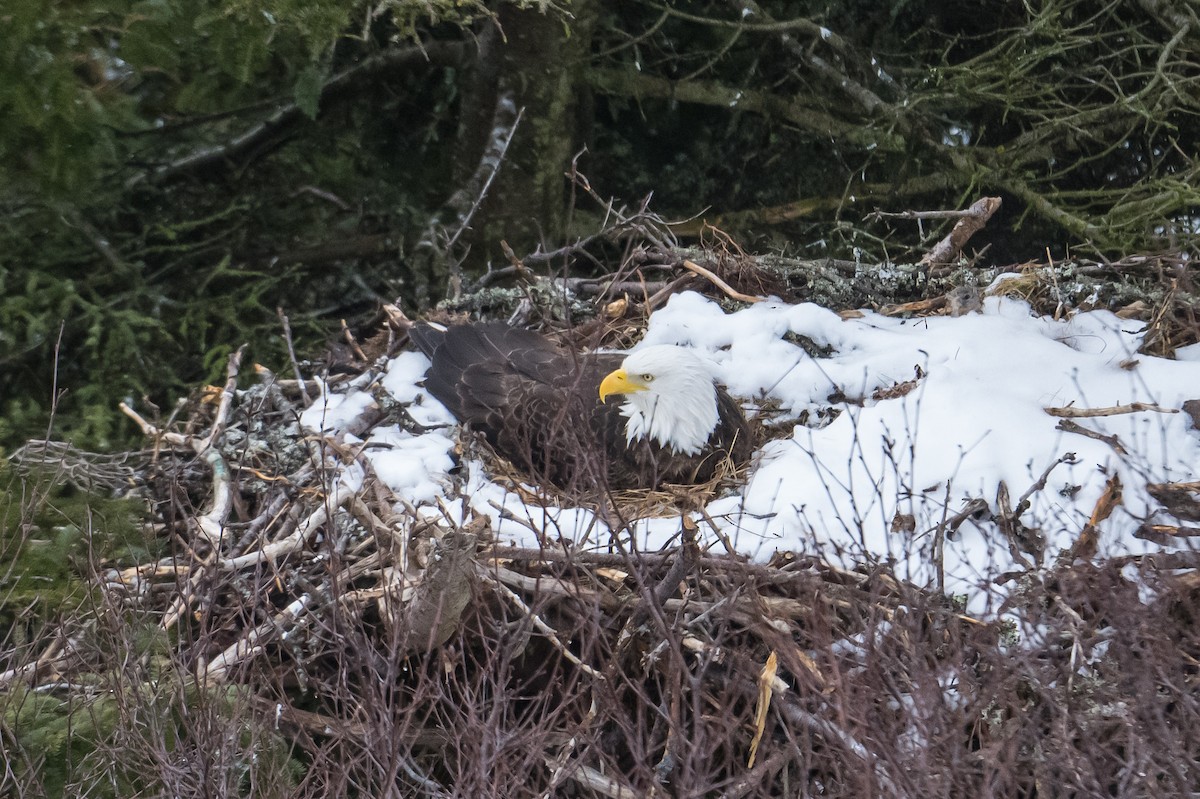 Weißkopf-Seeadler - ML552533151