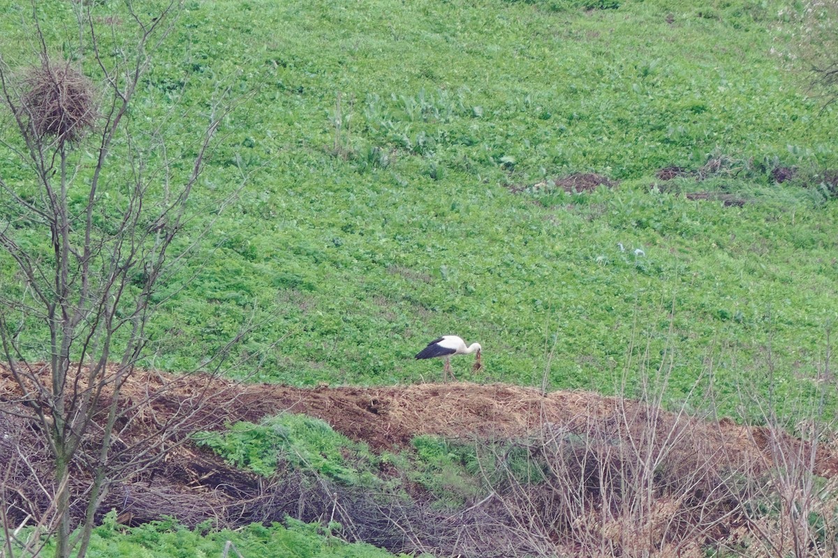 White Stork - ML552533161