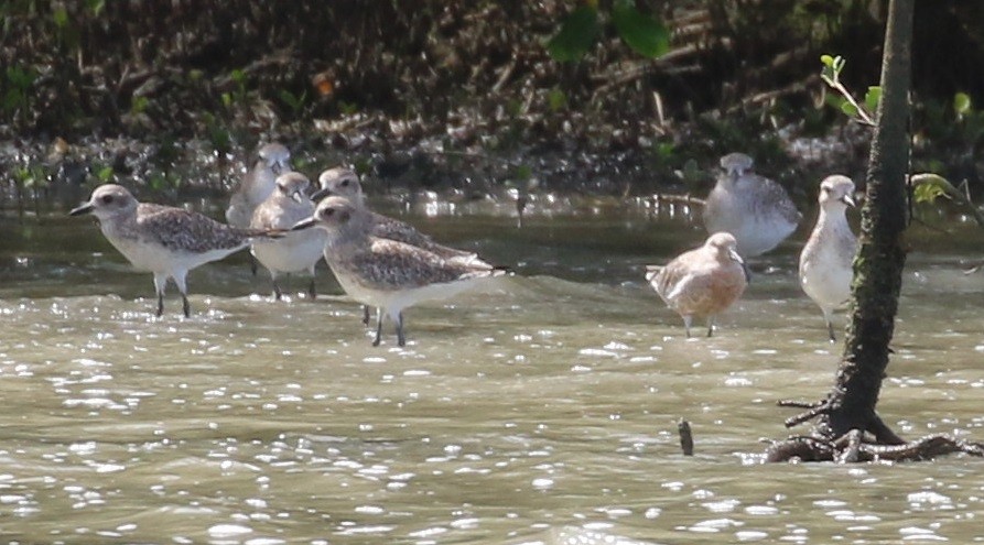 Red Knot - ML552533551