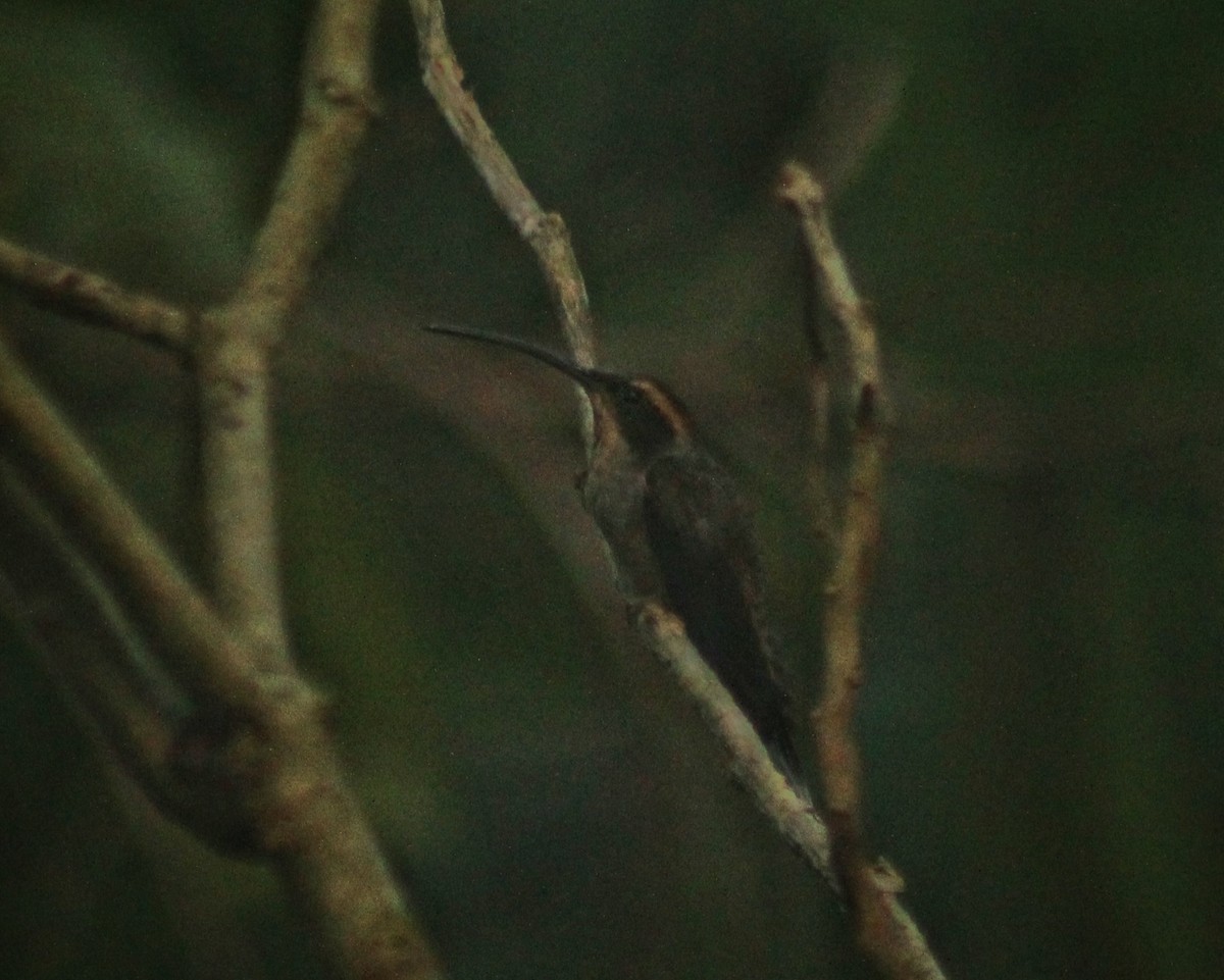 Scale-throated Hermit - ML552533681