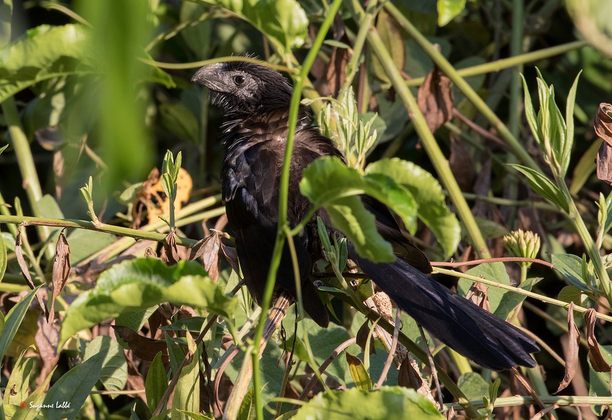 Groove-billed Ani - ML55253371