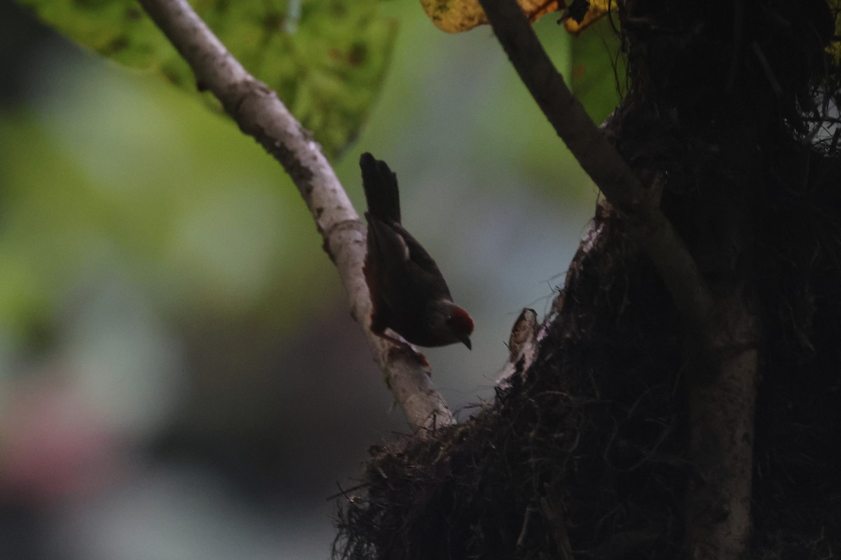 Red-fronted Antpecker - ML552534031