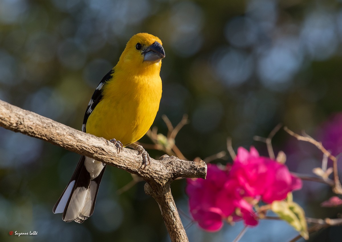 Yellow Grosbeak - Suzanne Labbé