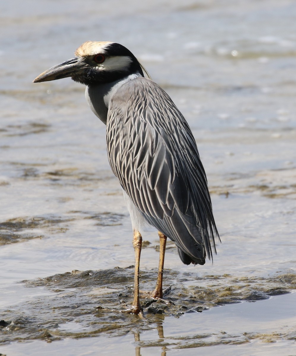 Yellow-crowned Night Heron - ML552534191