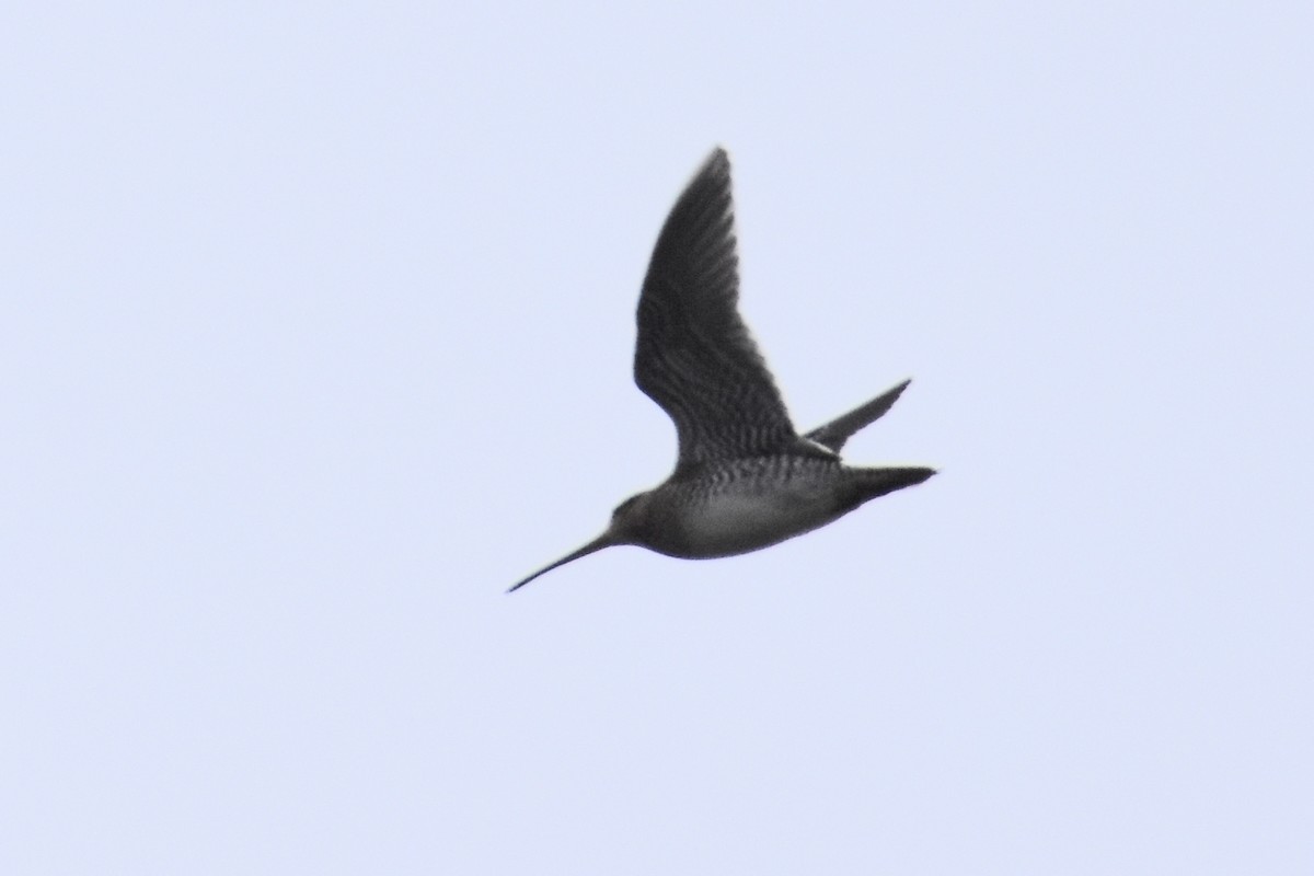 Wilson's Snipe - Geoffrey Clarke