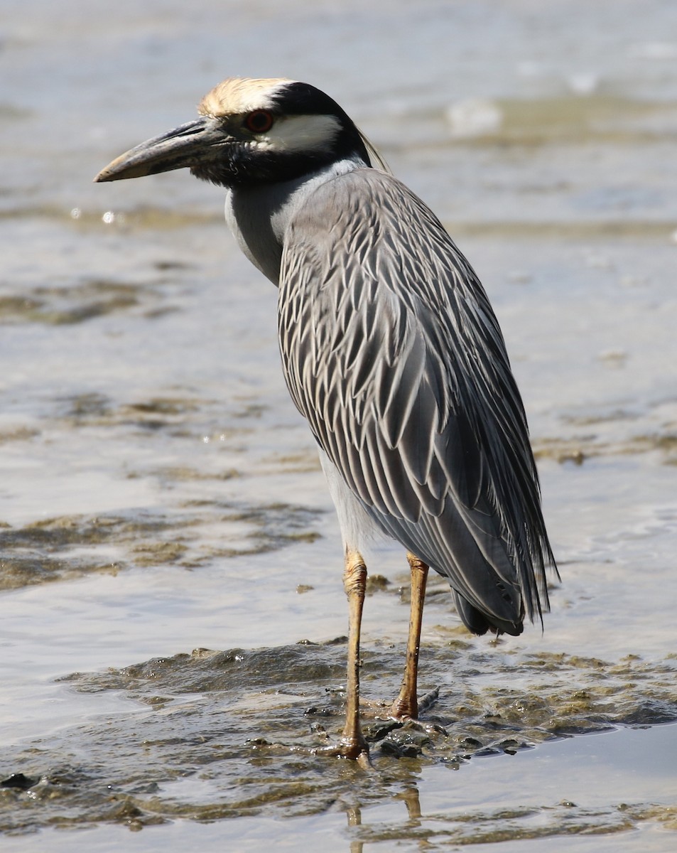 Yellow-crowned Night Heron - ML552534381