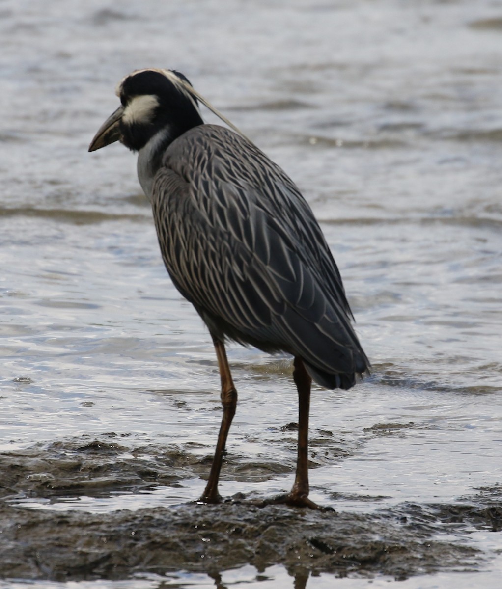 Yellow-crowned Night Heron - ML552534461