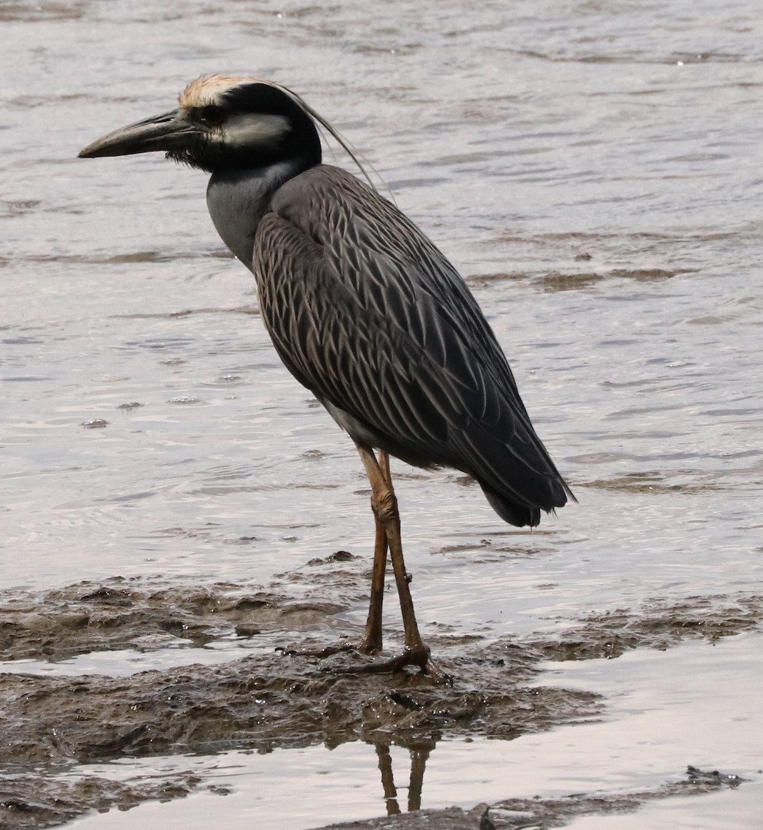 Yellow-crowned Night Heron - Don Coons